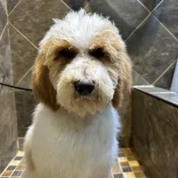 Maddox, a male Bernedoodle for sale in South Glastonbury, CT – Photo 6 of 8