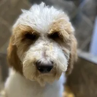 Maddox, a male Bernedoodle for sale in South Glastonbury, CT – Photo 4 of 8