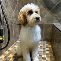 Maddox, a male Bernedoodle for sale in South Glastonbury, CT – Photo 3 of 8