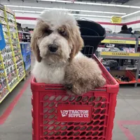 Maddox, a male Bernedoodle for sale in South Glastonbury, CT – Photo 7 of 8