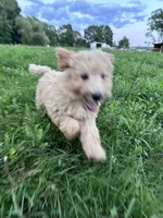 AKC poodle Barny, a male Poodle - Standard  for sale in South Glastonbury, CT – Photo 3 of 7