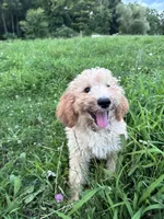 AKC poodle Barny, a male Poodle - Standard  for sale in South Glastonbury, CT – Photo 7 of 7