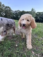 AKC poodle Barny, a male Poodle - Standard  for sale in South Glastonbury, CT – Photo 1 of 7