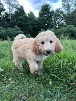 AKC poodle Barny, a male Poodle - Standard  for sale in South Glastonbury, CT – Photo 6 of 7