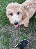 AKC poodle Barny, a male Poodle - Standard  for sale in South Glastonbury, CT – Photo 4 of 7