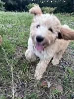 AKC poodle Barny, a male Poodle - Standard  for sale in South Glastonbury, CT – Photo 2 of 7