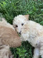 AKC poodle Barny, a male Poodle - Standard  for sale in South Glastonbury, CT – Photo 5 of 7