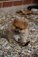 Romeo emotional support puppy, a male Pomeranian for sale in South Glastonbury, CT – Photo 1 of 10