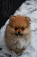 Romeo emotional support puppy, a male Pomeranian for sale in South Glastonbury, CT – Photo 2 of 10