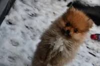 Romeo emotional support puppy, a male Pomeranian for sale in South Glastonbury, CT – Photo 10 of 10