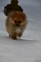 Romeo emotional support puppy, a male Pomeranian for sale in South Glastonbury, CT – Photo 9 of 10