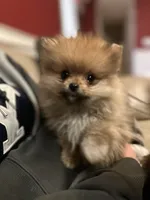 Romeo emotional support puppy, a male Pomeranian for sale in South Glastonbury, CT – Photo 4 of 10