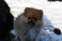 Romeo emotional support puppy, a male Pomeranian for sale in South Glastonbury, CT – Photo 6 of 10