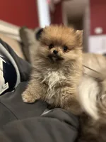 Romeo emotional support puppy, a male Pomeranian for sale in South Glastonbury, CT – Photo 8 of 10