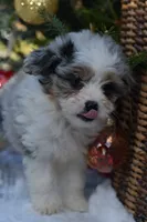 Maverick, a male Miniature Aussiedoodle for sale in South Glastonbury, CT – Photo 4 of 8