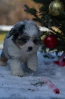 Maverick, a male Miniature Aussiedoodle for sale in South Glastonbury, CT – Photo 2 of 8