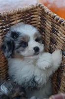 Maverick, a male Miniature Aussiedoodle for sale in South Glastonbury, CT – Photo 1 of 8