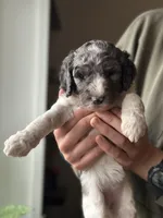 Birdie, a female Poodle - Multi-Colored Standard for sale in South Glastonbury, CT – 3 of 6