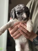 Birdie, a female Poodle - Multi-Colored Standard for sale in South Glastonbury, CT – 2 of 6