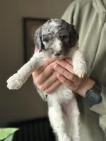 Birdie, a female Poodle - Multi-Colored Standard for sale in South Glastonbury, CT – 5 of 6