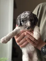Birdie, a female Poodle - Multi-Colored Standard for sale in South Glastonbury, CT – 4 of 6