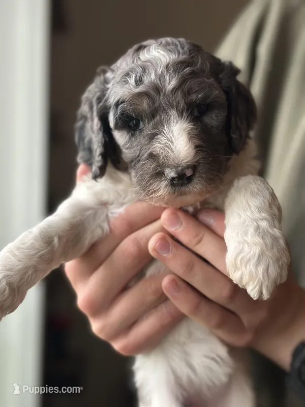 Birdie, a female Poodle - Multi-Colored Standard for sale in South Glastonbury, CT – 1 of 6