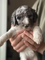 Birdie, a female Poodle - Multi-Colored Standard for sale in South Glastonbury, CT – 1 of 6
