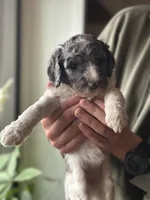 Birdie, a female Poodle - Multi-Colored Standard for sale in South Glastonbury, CT – 6 of 6