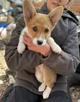 Mr Fox, a male Pembroke Welsh Corgi for sale in South Glastonbury, CT – Photo 4 of 7