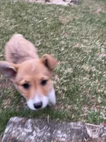 Mr Fox, a male Pembroke Welsh Corgi for sale in South Glastonbury, CT – Photo 3 of 7