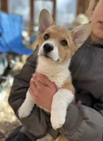 Mr Fox, a male Pembroke Welsh Corgi for sale in South Glastonbury, CT – Photo 1 of 7
