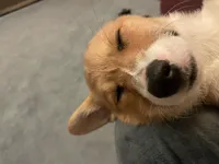 Mr Fox, a male Pembroke Welsh Corgi for sale in South Glastonbury, CT – Photo 5 of 7