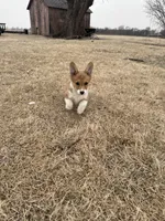 Mr Fox, a male Pembroke Welsh Corgi for sale in South Glastonbury, CT – Photo 7 of 7