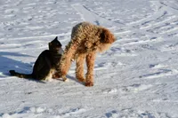 AKC poodle bumpy, a male Poodle - Standard  for sale in South Glastonbury, CT – Photo 5 of 5