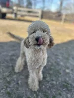 AKC poodle bumpy, a male Poodle - Standard  for sale in South Glastonbury, CT – Photo 3 of 5