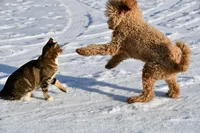 AKC poodle bumpy, a male Poodle - Standard  for sale in South Glastonbury, CT – Photo 4 of 5