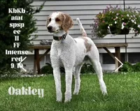 AKC poodle bumpy, a male Poodle - Standard  for sale in South Glastonbury, CT – Photo 2 of 5