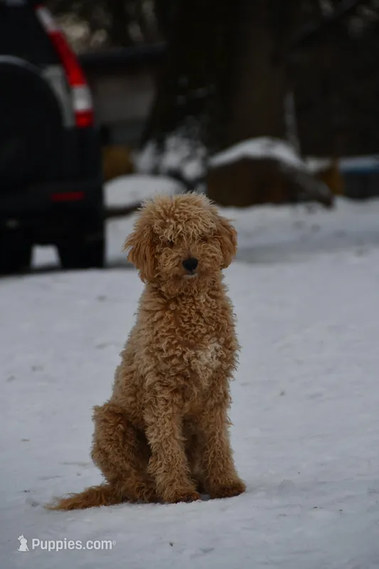 AKC poodle bumpy