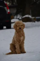 AKC poodle bumpy, a male Poodle - Standard  for sale in South Glastonbury, CT – Photo 1 of 5
