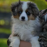 Pebbles, a male Miniature Australian Shepherd for sale in South Glastonbury, CT – Photo 6 of 10