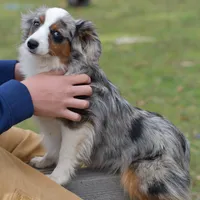 Pebbles, a male Miniature Australian Shepherd for sale in South Glastonbury, CT – Photo 9 of 10