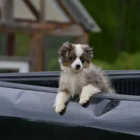 Pebbles, a male Miniature Australian Shepherd for sale in South Glastonbury, CT – Photo 8 of 10