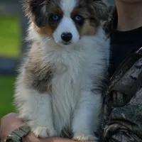 Pebbles, a male Miniature Australian Shepherd for sale in South Glastonbury, CT – Photo 7 of 10