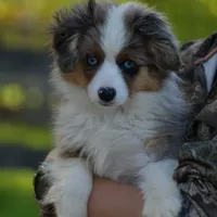 Pebbles, a male Miniature Australian Shepherd for sale in South Glastonbury, CT – Photo 1 of 10