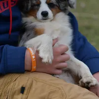 Pebbles, a male Miniature Australian Shepherd for sale in South Glastonbury, CT – Photo 3 of 10