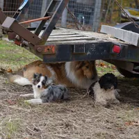 Pebbles, a male Miniature Australian Shepherd for sale in South Glastonbury, CT – Photo 10 of 10