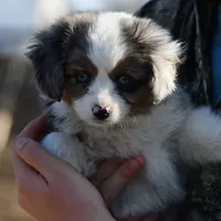 Pebbles, a male Miniature Australian Shepherd for sale in South Glastonbury, CT – Photo 5 of 10