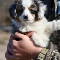 Pebbles, a male Miniature Australian Shepherd for sale in South Glastonbury, CT – Photo 2 of 10