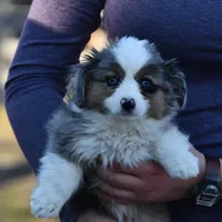 Pebbles, a male Miniature Australian Shepherd for sale in South Glastonbury, CT – Photo 4 of 10