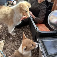 Las, a male Collie for sale in South Glastonbury, CT – Photo 8 of 10